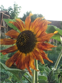 ba3b0f80-Picture 019.jpg